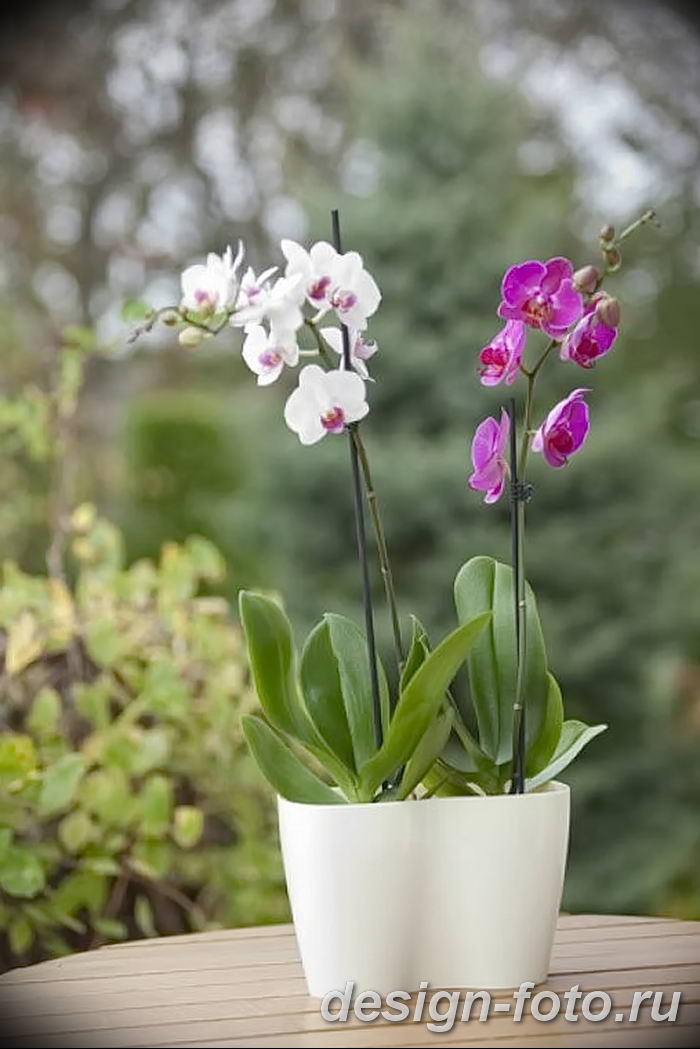 Silk Phalaenopsis Cream (Ivory) Pink Orchids in a Glass Bowl with Pebbles Compos