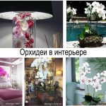 Орхидеи в интерьере - информация и фото примеры проектов