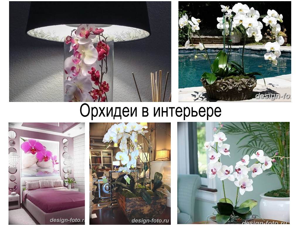Орхидеи в интерьере - информация и фото примеры проектов