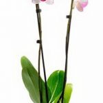 фото Орхидеи в интерьере 28.11.2018 №001 - photo Orchids in the interior - design-foto.ru