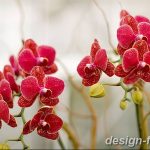фото Орхидеи в интерьере 28.11.2018 №011 - photo Orchids in the interior - design-foto.ru
