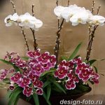 фото Орхидеи в интерьере 28.11.2018 №018 - photo Orchids in the interior - design-foto.ru