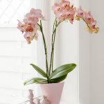 фото Орхидеи в интерьере 28.11.2018 №019 - photo Orchids in the interior - design-foto.ru