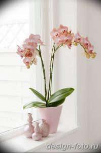 фото Орхидеи в интерьере 28.11.2018 №019 - photo Orchids in the interior - design-foto.ru