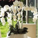 фото Орхидеи в интерьере 28.11.2018 №027 - photo Orchids in the interior - design-foto.ru