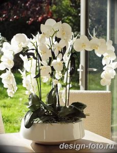 фото Орхидеи в интерьере 28.11.2018 №027 - photo Orchids in the interior - design-foto.ru