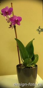 фото Орхидеи в интерьере 28.11.2018 №043 - photo Orchids in the interior - design-foto.ru