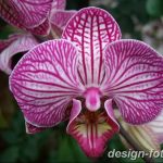 фото Орхидеи в интерьере 28.11.2018 №048 - photo Orchids in the interior - design-foto.ru