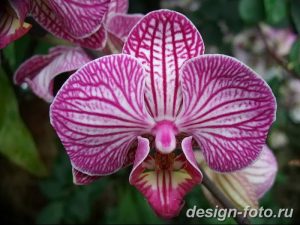 фото Орхидеи в интерьере 28.11.2018 №048 - photo Orchids in the interior - design-foto.ru