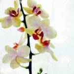 фото Орхидеи в интерьере 28.11.2018 №050 - photo Orchids in the interior - design-foto.ru