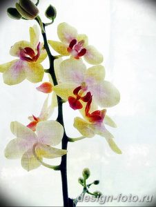 фото Орхидеи в интерьере 28.11.2018 №050 - photo Orchids in the interior - design-foto.ru