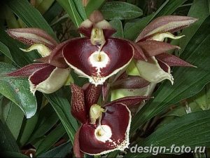 фото Орхидеи в интерьере 28.11.2018 №054 - photo Orchids in the interior - design-foto.ru