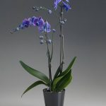 фото Орхидеи в интерьере 28.11.2018 №070 - photo Orchids in the interior - design-foto.ru