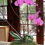 фото Орхидеи в интерьере 28.11.2018 №071 - photo Orchids in the interior - design-foto.ru