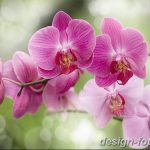 фото Орхидеи в интерьере 28.11.2018 №073 - photo Orchids in the interior - design-foto.ru