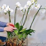фото Орхидеи в интерьере 28.11.2018 №079 - photo Orchids in the interior - design-foto.ru