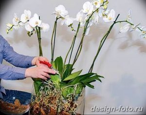фото Орхидеи в интерьере 28.11.2018 №079 - photo Orchids in the interior - design-foto.ru