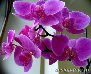 фото Орхидеи в интерьере 28.11.2018 №081 - photo Orchids in the interior - design-foto.ru