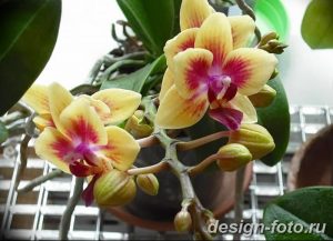фото Орхидеи в интерьере 28.11.2018 №083 - photo Orchids in the interior - design-foto.ru