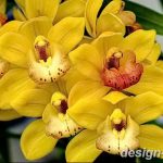 фото Орхидеи в интерьере 28.11.2018 №097 - photo Orchids in the interior - design-foto.ru