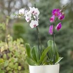 фото Орхидеи в интерьере 28.11.2018 №099 - photo Orchids in the interior - design-foto.ru