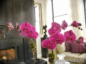 фото Орхидеи в интерьере 28.11.2018 №104 - photo Orchids in the interior - design-foto.ru