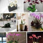 фото Орхидеи в интерьере 28.11.2018 №108 - photo Orchids in the interior - design-foto.ru