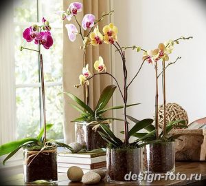 фото Орхидеи в интерьере 28.11.2018 №110 - photo Orchids in the interior - design-foto.ru