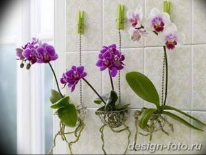 фото Орхидеи в интерьере 28.11.2018 №112 - photo Orchids in the interior - design-foto.ru