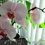 фото Орхидеи в интерьере 28.11.2018 №123 - photo Orchids in the interior - design-foto.ru