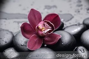 фото Орхидеи в интерьере 28.11.2018 №124 - photo Orchids in the interior - design-foto.ru