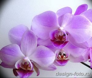 фото Орхидеи в интерьере 28.11.2018 №129 - photo Orchids in the interior - design-foto.ru