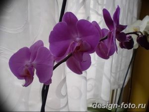 фото Орхидеи в интерьере 28.11.2018 №131 - photo Orchids in the interior - design-foto.ru
