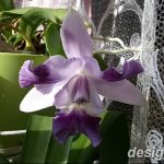 фото Орхидеи в интерьере 28.11.2018 №132 - photo Orchids in the interior - design-foto.ru