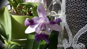 фото Орхидеи в интерьере 28.11.2018 №132 - photo Orchids in the interior - design-foto.ru