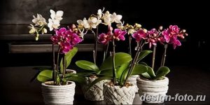 фото Орхидеи в интерьере 28.11.2018 №135 - photo Orchids in the interior - design-foto.ru