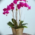 фото Орхидеи в интерьере 28.11.2018 №143 - photo Orchids in the interior - design-foto.ru