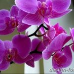фото Орхидеи в интерьере 28.11.2018 №151 - photo Orchids in the interior - design-foto.ru
