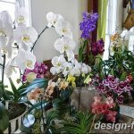 фото Орхидеи в интерьере 28.11.2018 №152 - photo Orchids in the interior - design-foto.ru