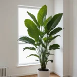 Минималистичная комната, белые стены, деревянный пол, большое комнатное растение в белом горшке, окно.